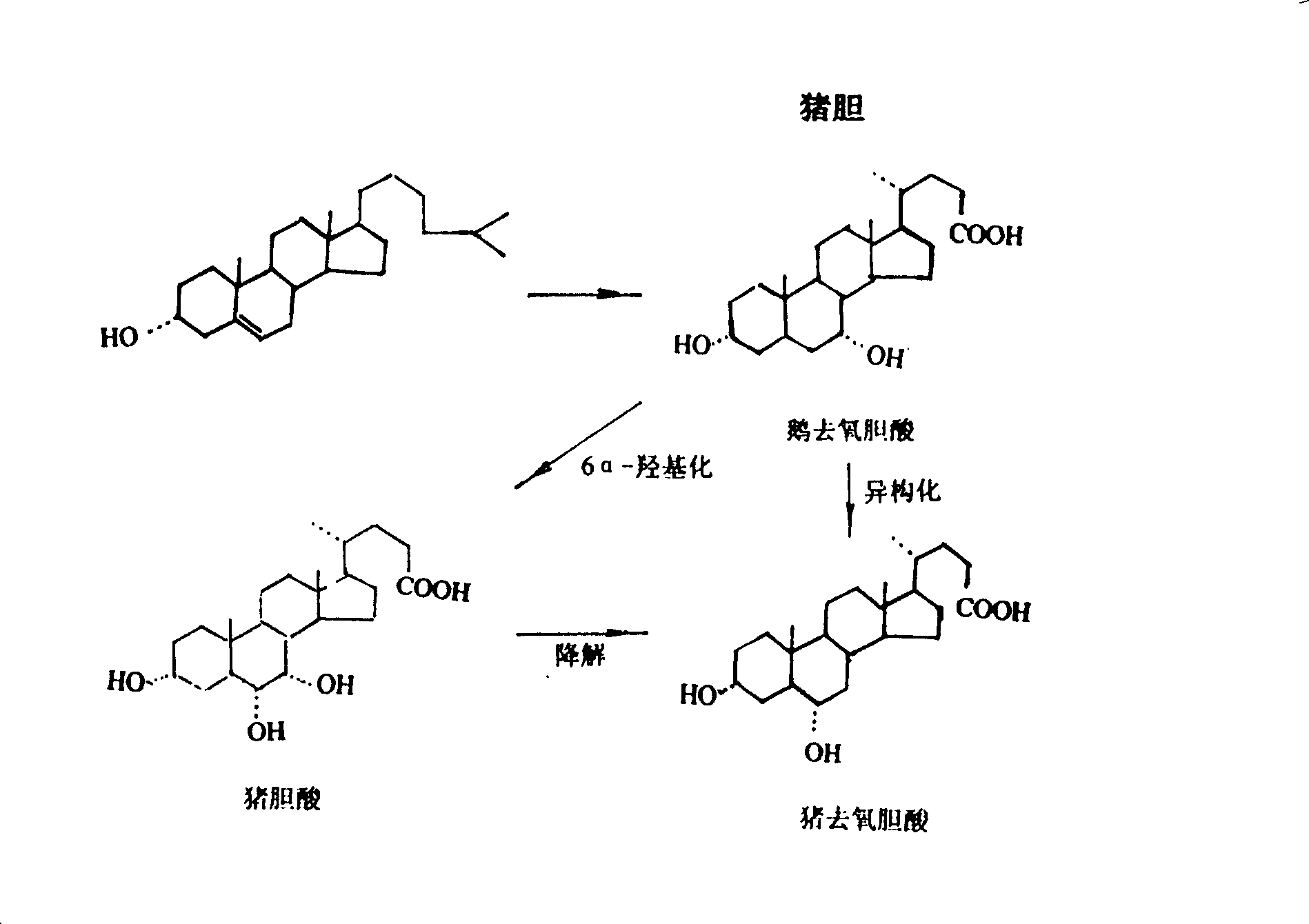 Method for producing ursodeoxycholic acid by using swine bladder as raw material