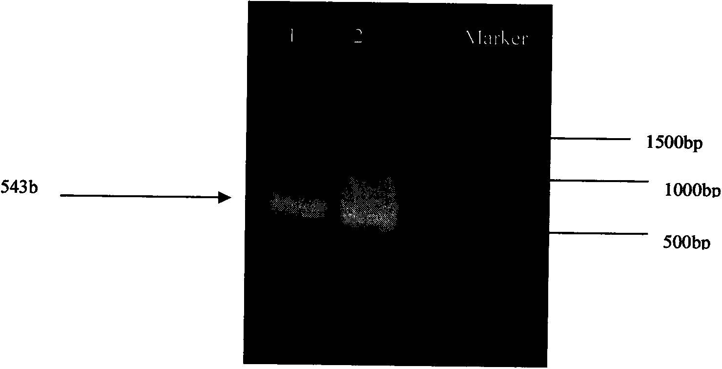 Method for cloning promoter sequence of CcPIP in hickory