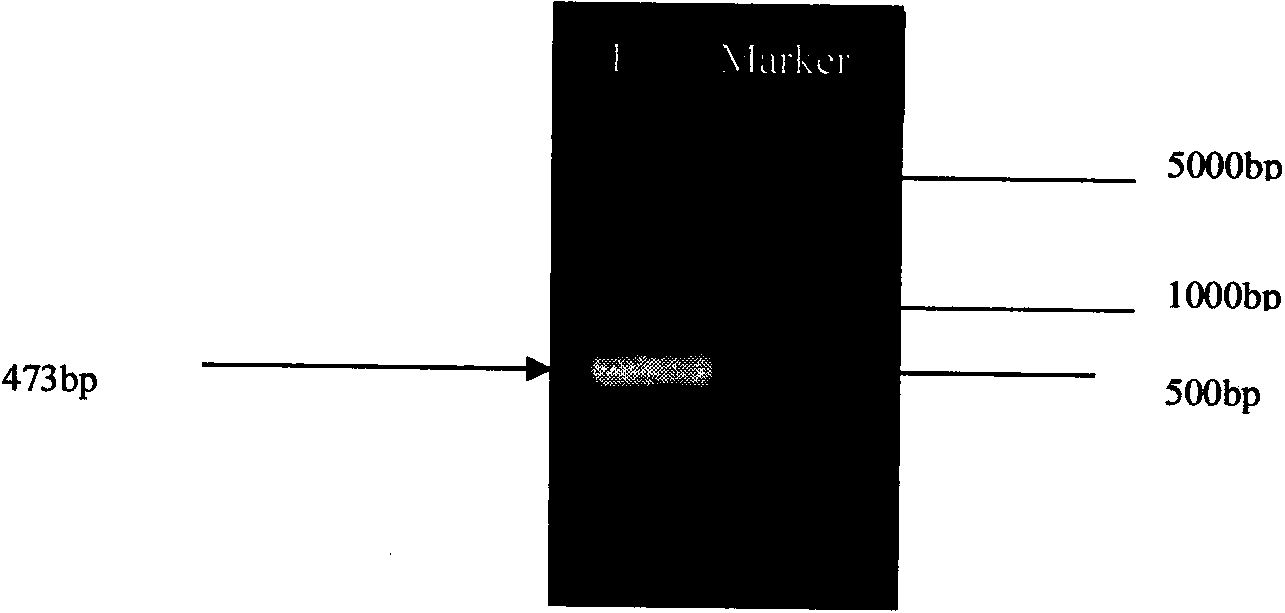 Method for cloning promoter sequence of CcPIP in hickory