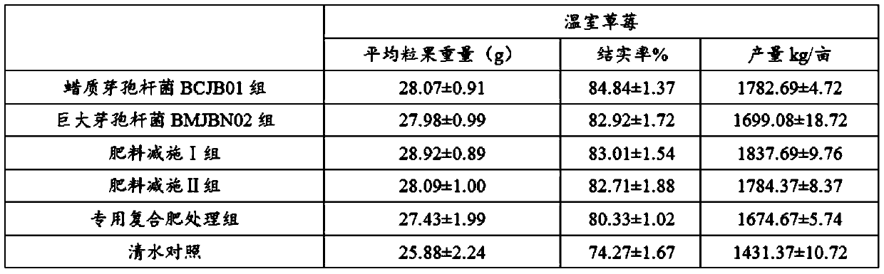 Application of bacillus BCJB01 and BMJBN02 to production of strawberries