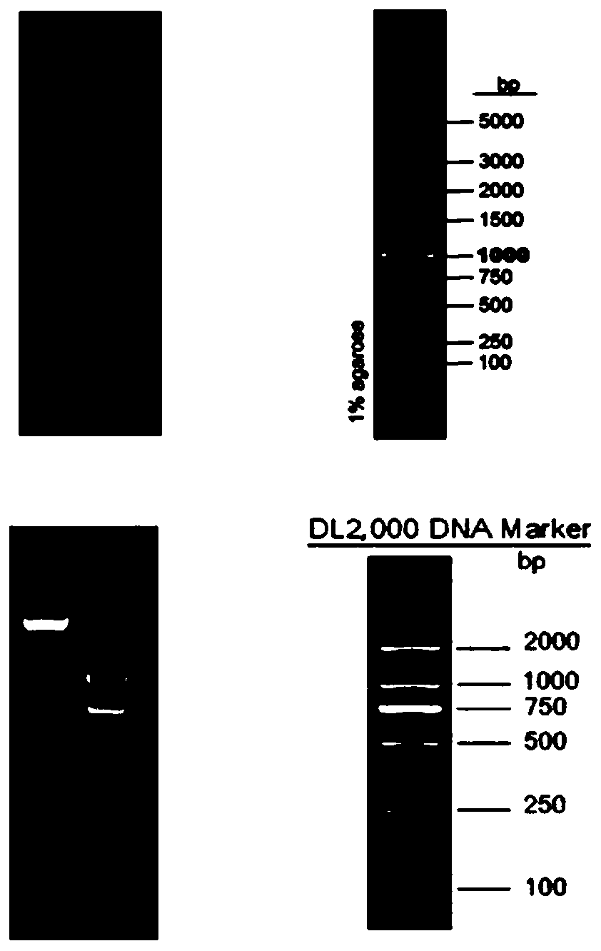 A kind of Lactobacillus rhamnosus and its application for preparing vaginal bacteriostatic drugs