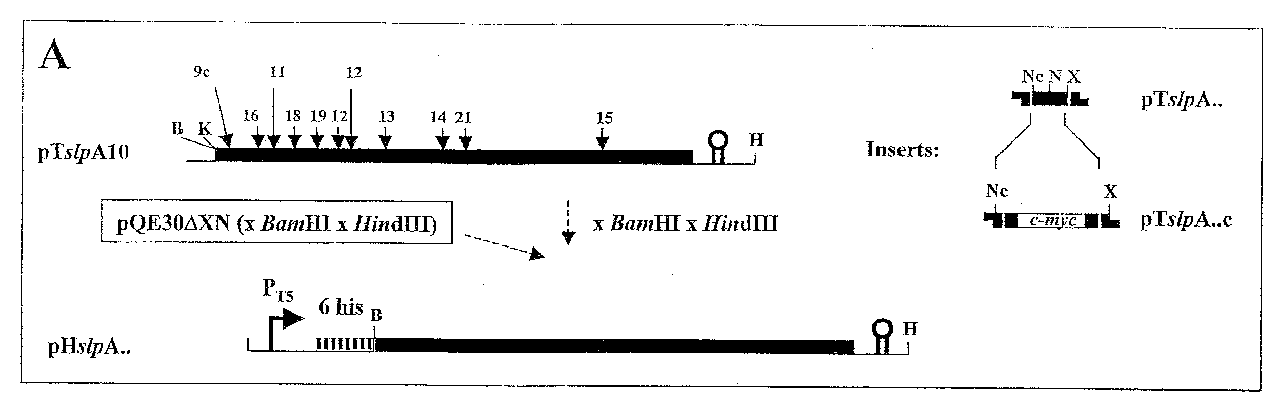 Modified bacterial surface layer proteins