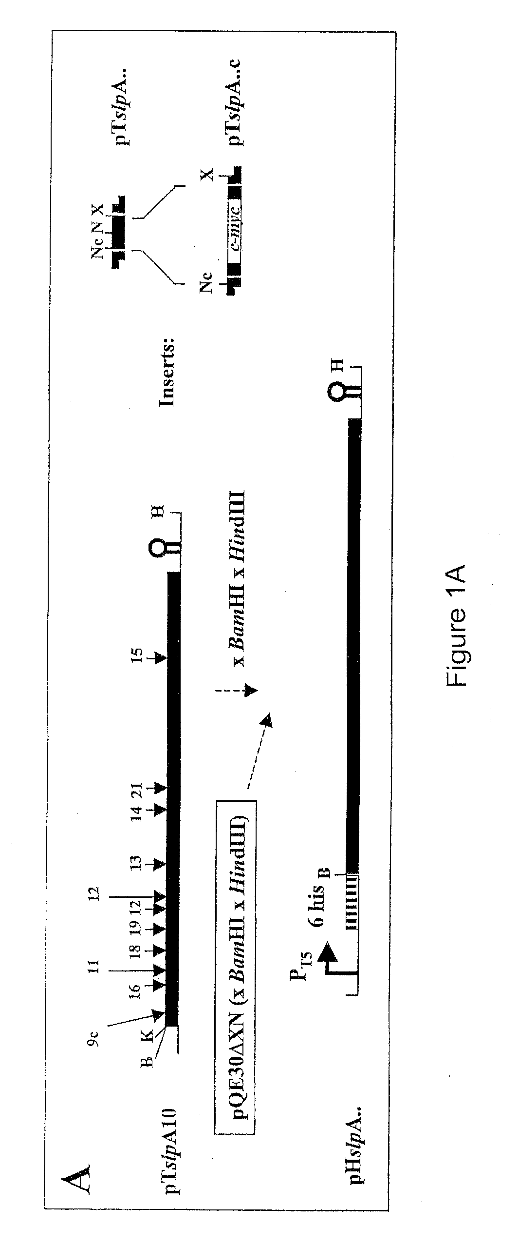 Modified bacterial surface layer proteins