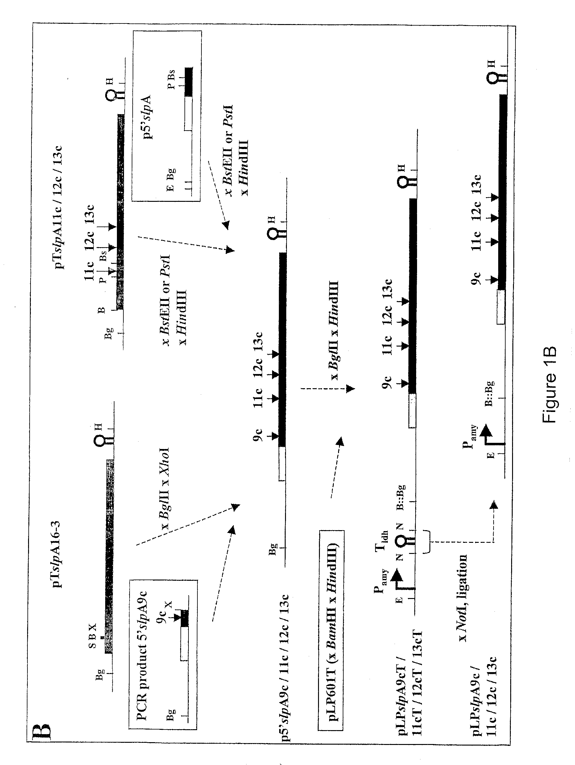 Modified bacterial surface layer proteins