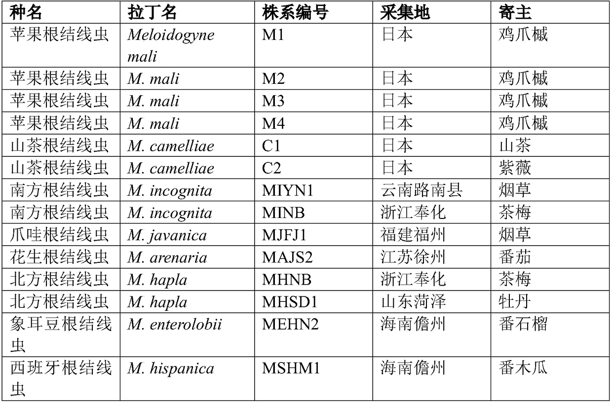 Meloidogyne suginamiensis PCR detection specific primer and kit