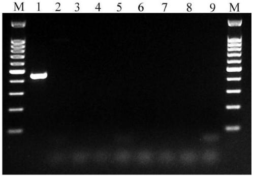 Meloidogyne suginamiensis PCR detection specific primer and kit