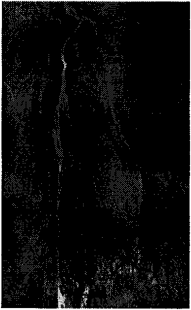 Spatial-spectral associated prediction-based hyperspectral image lossless compression method