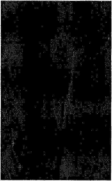 Spatial-spectral associated prediction-based hyperspectral image lossless compression method