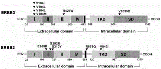 Targeted sequencing method for mutations in erbb signaling pathway for prognostic assessment of gallbladder cancer