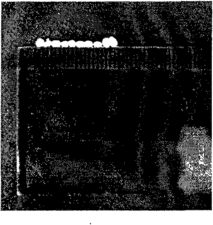 Rhizopus oryzae non-carrier immobilization cell culturing method