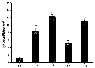 Application of panax japonicus beta-amyrin synthase gene Pjbeta-AS