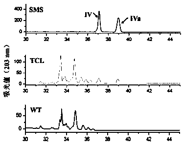 Application of panax japonicus beta-amyrin synthase gene Pjbeta-AS