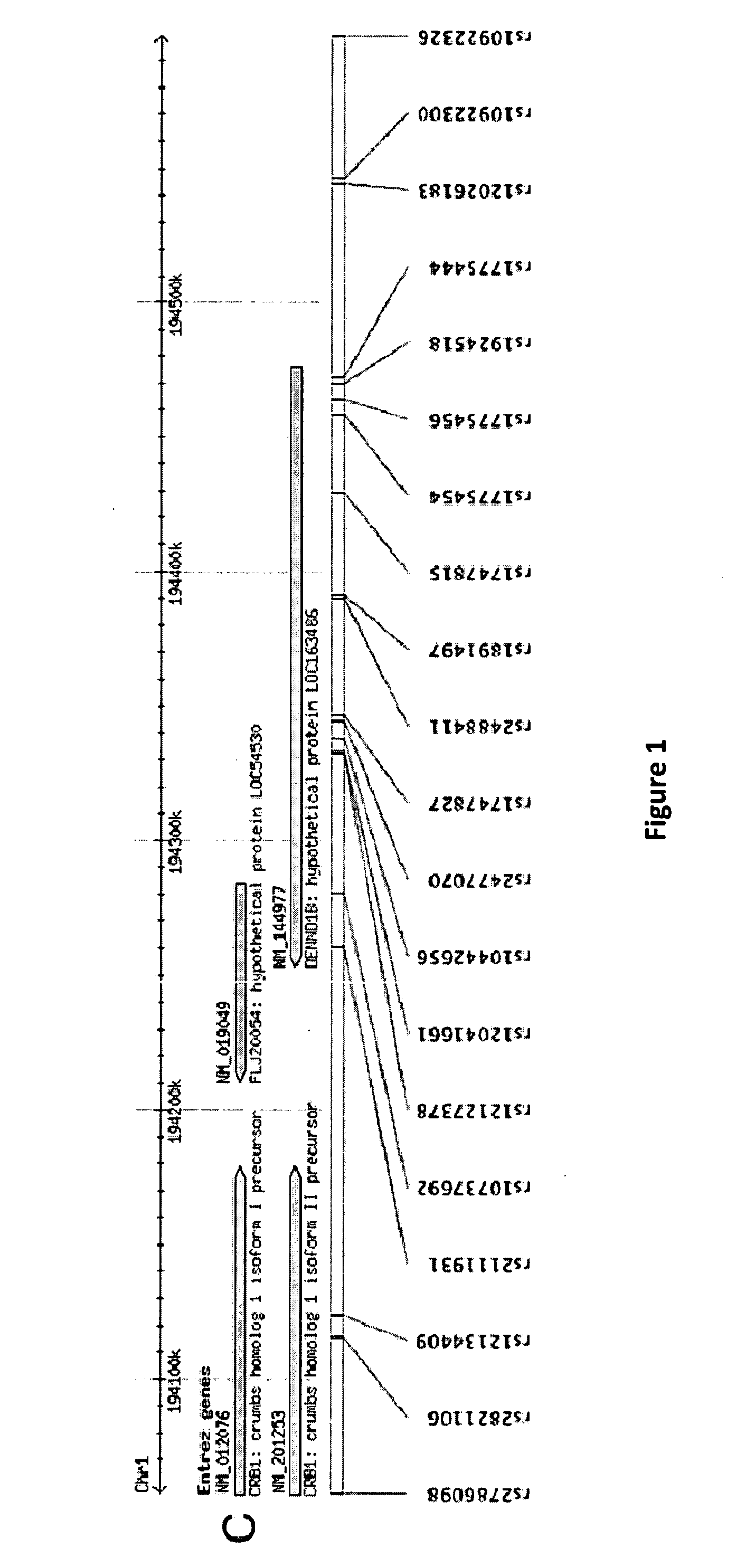 Asthma Susceptibility Loci Located at Chromosome 1q31 for Use in Diagnostic and Therapeutic Methods