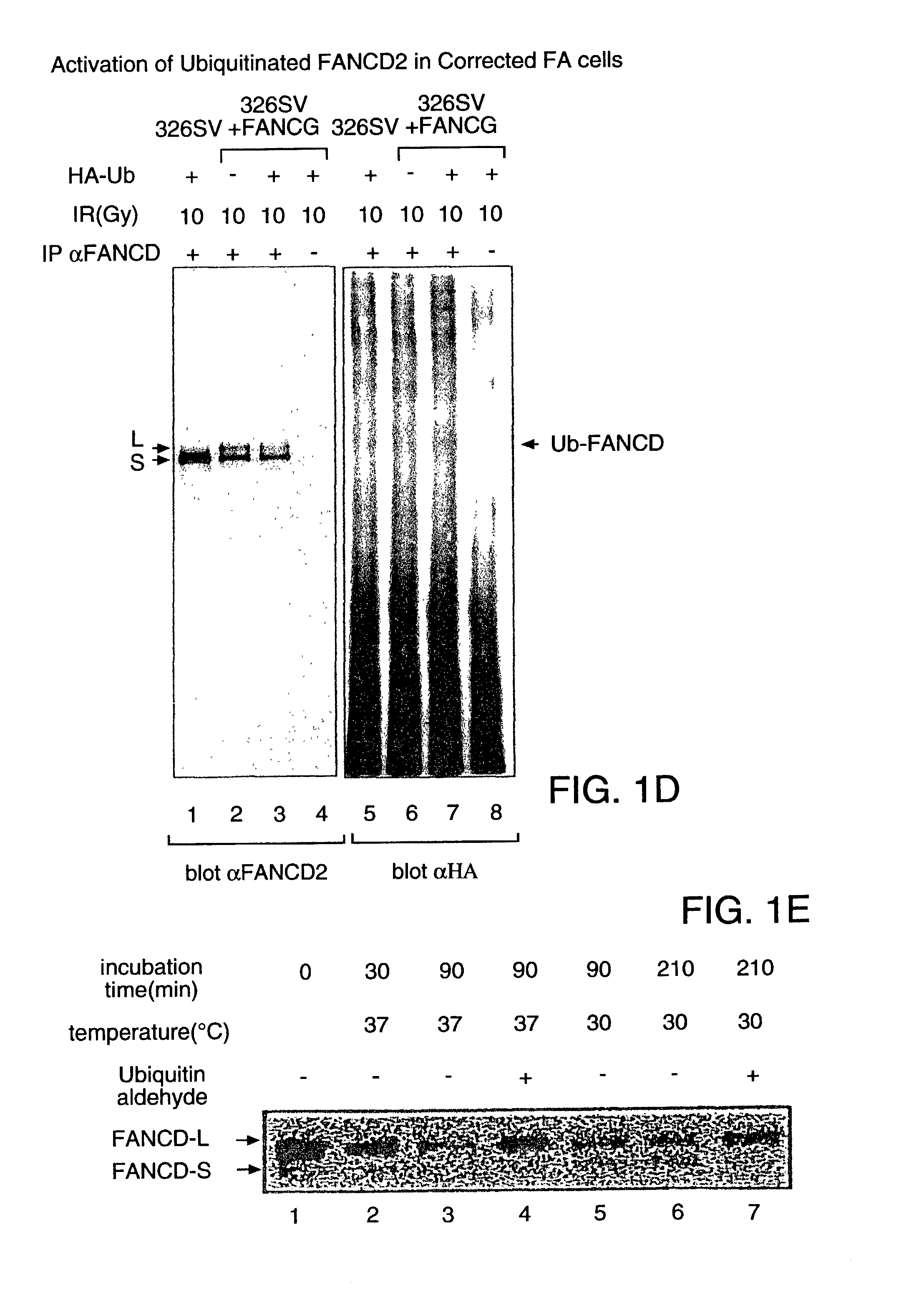 Methods and compositions for the diagnosis of cancer susceptibilities and defective DNA repair mechanisms and treatment thereof