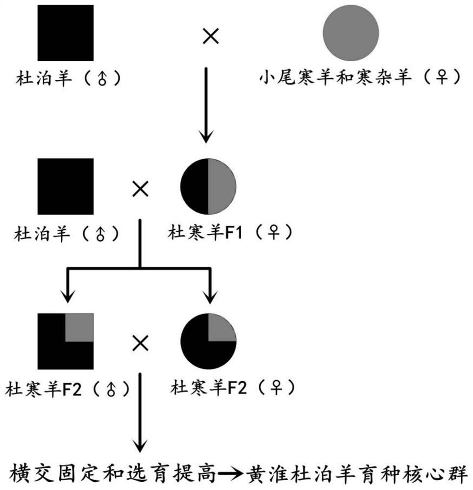 Breeding method of a new breed of Huanghuai mutton sheep