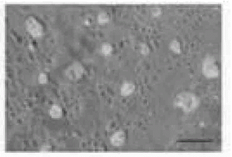 Method for preparing male non-testicular-sourced protein-induced autologous-reproduction stem cells, kit, the stem cells and application