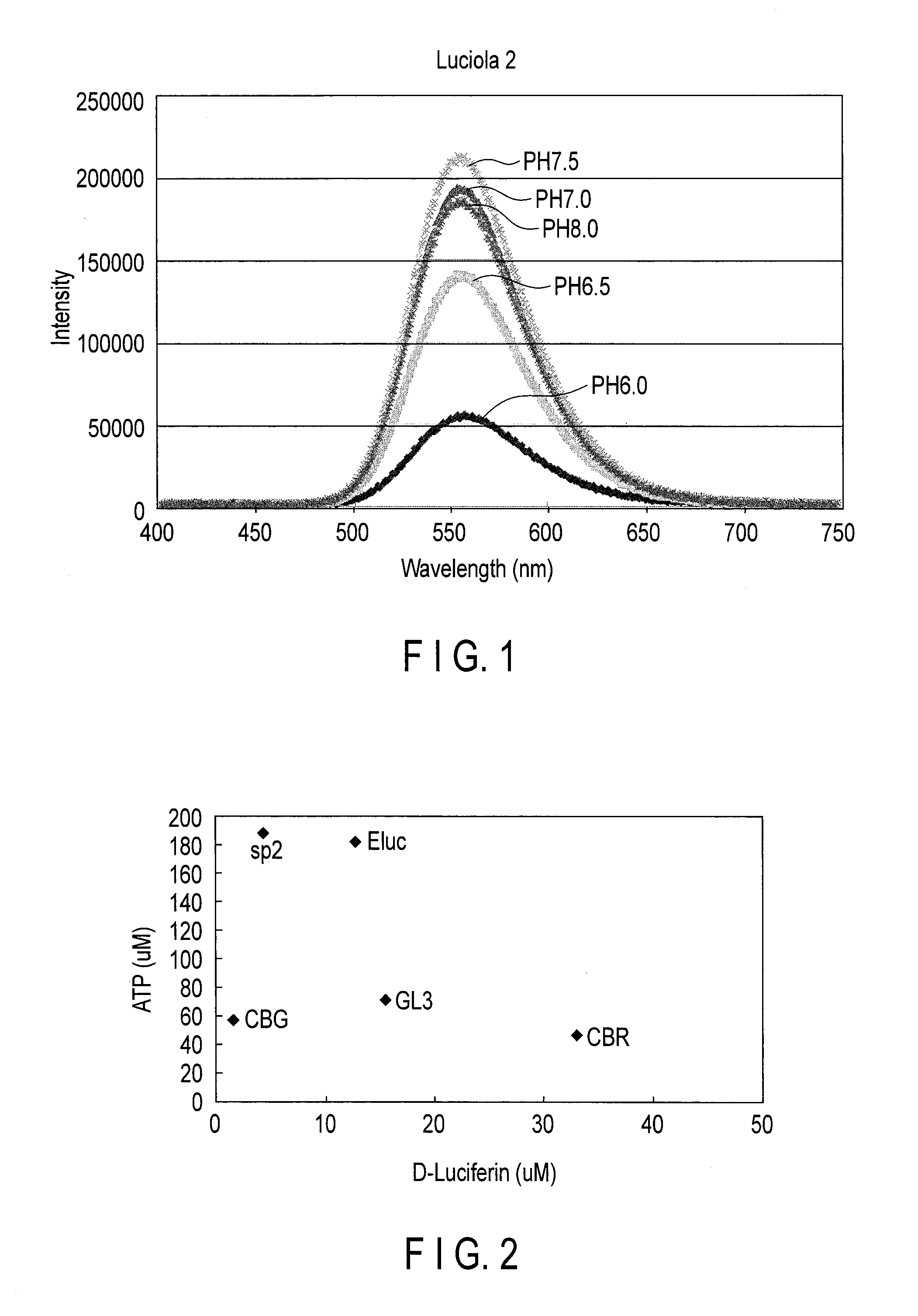 Firefly luciferase