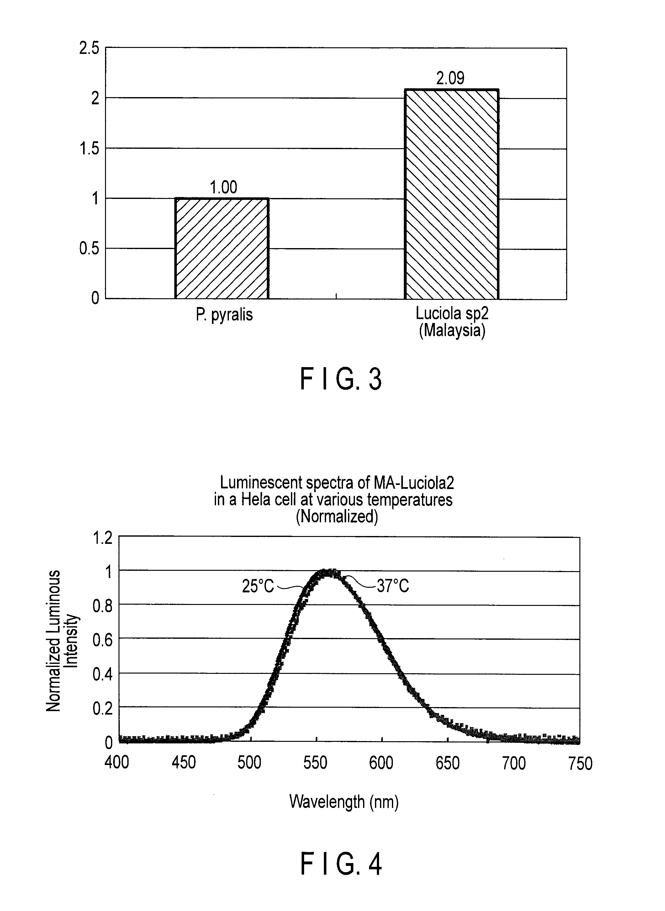 Firefly luciferase