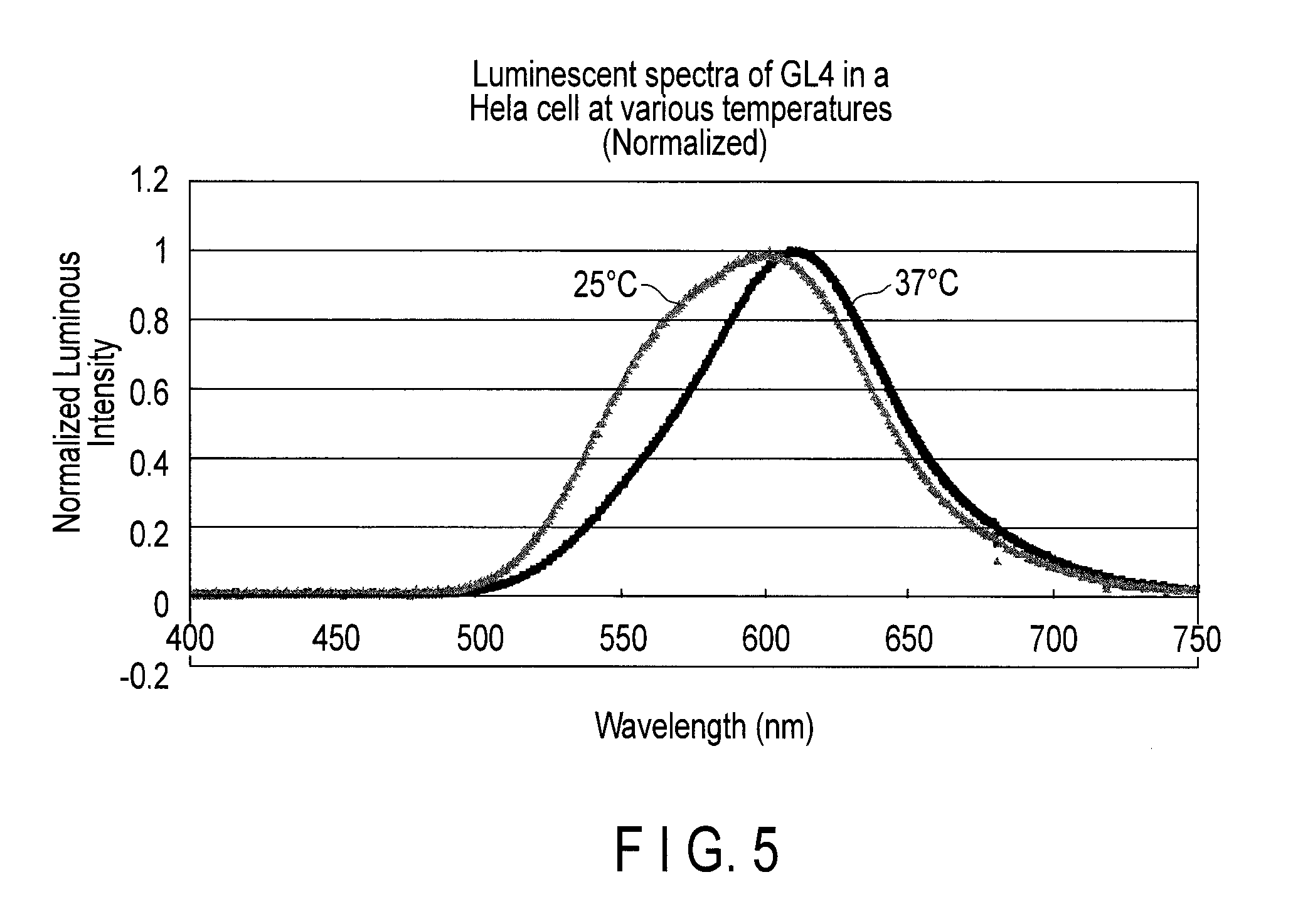 Firefly luciferase