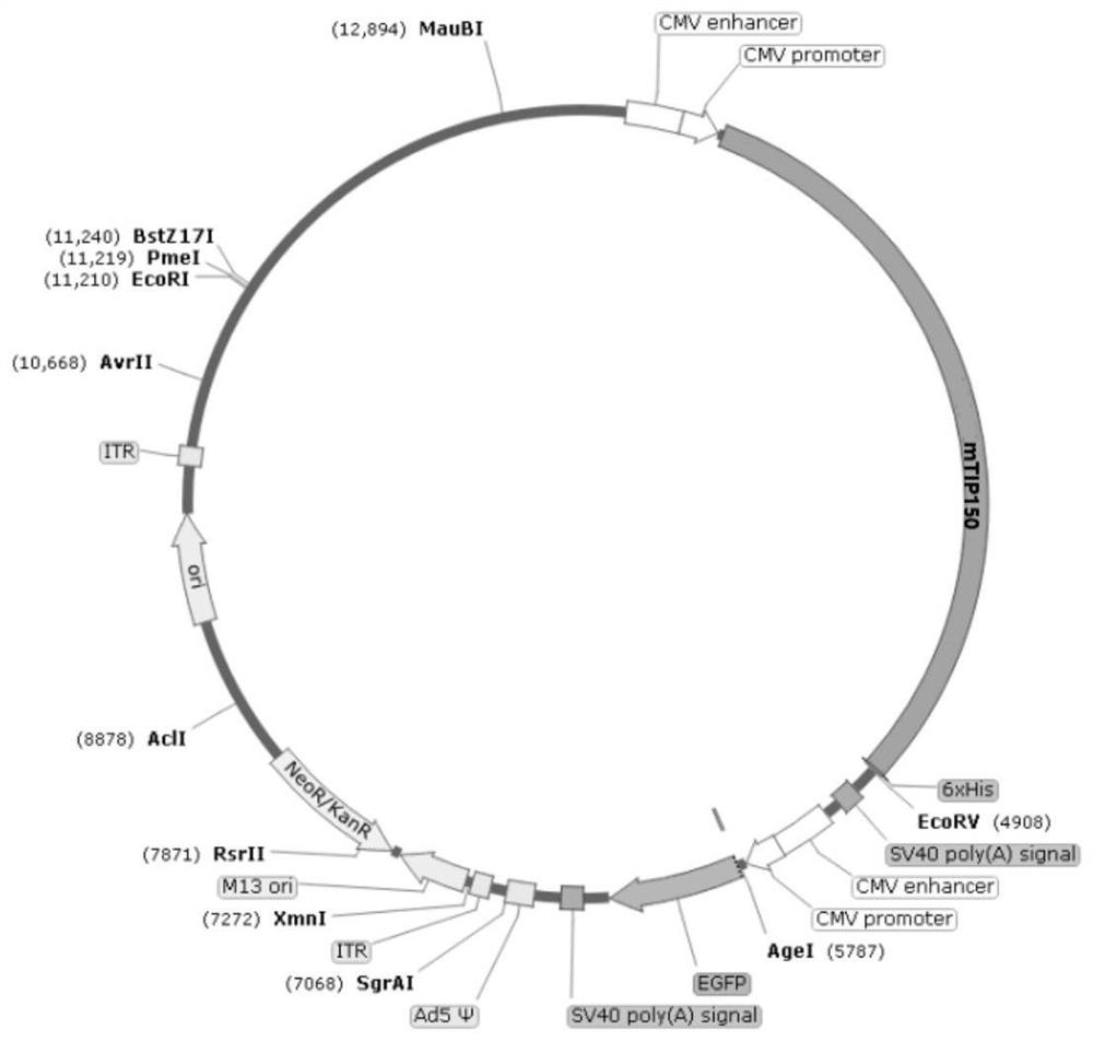 Application of Tip150 protein agonist in hypoxia flagellum multiple morphological abnormality