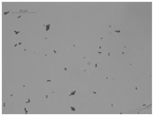 Enterococcus azikeevi EO-07 and application thereof in ethylene oxide degradation