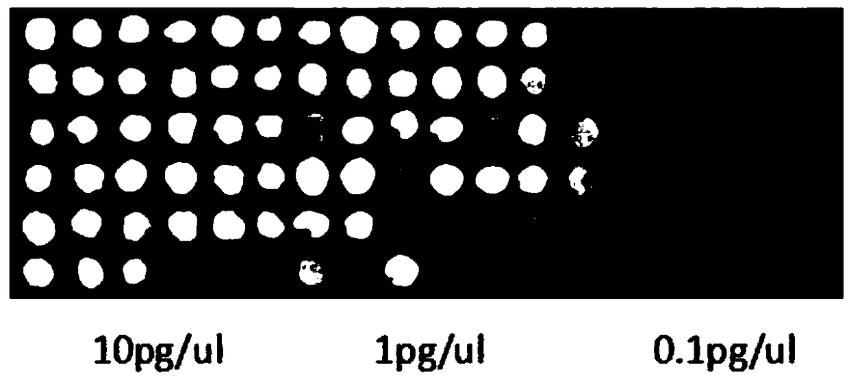 Kit for detecting quantum dot nucleic acid of bloodstream infection pathogen