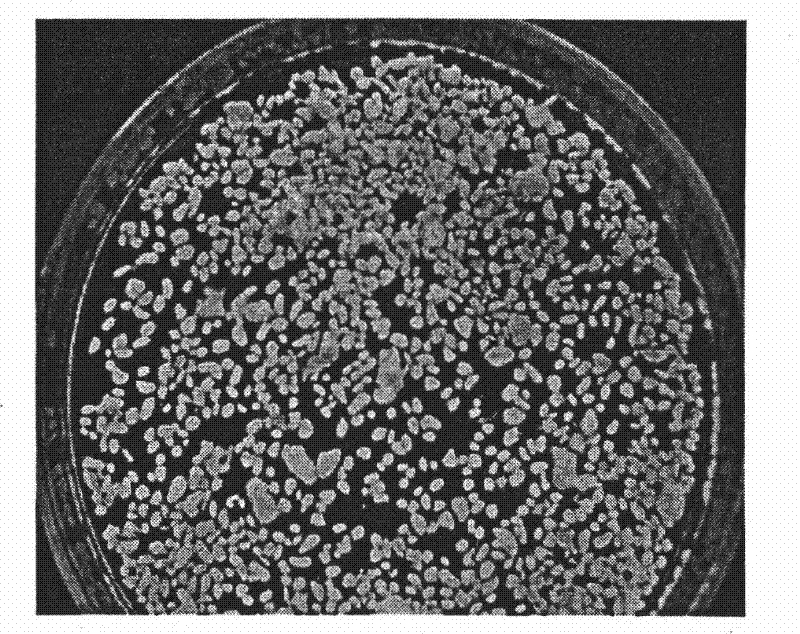 Novel technological process for producing high optical purity L-lactic acid by semi-continuous high-density fermentation of Rhizopus oryzae