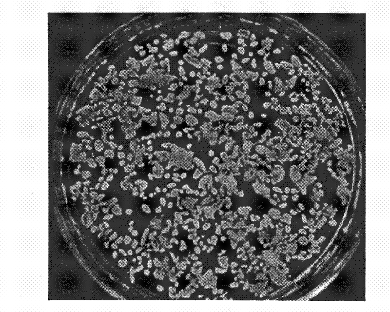 Novel technological process for producing high optical purity L-lactic acid by semi-continuous high-density fermentation of Rhizopus oryzae