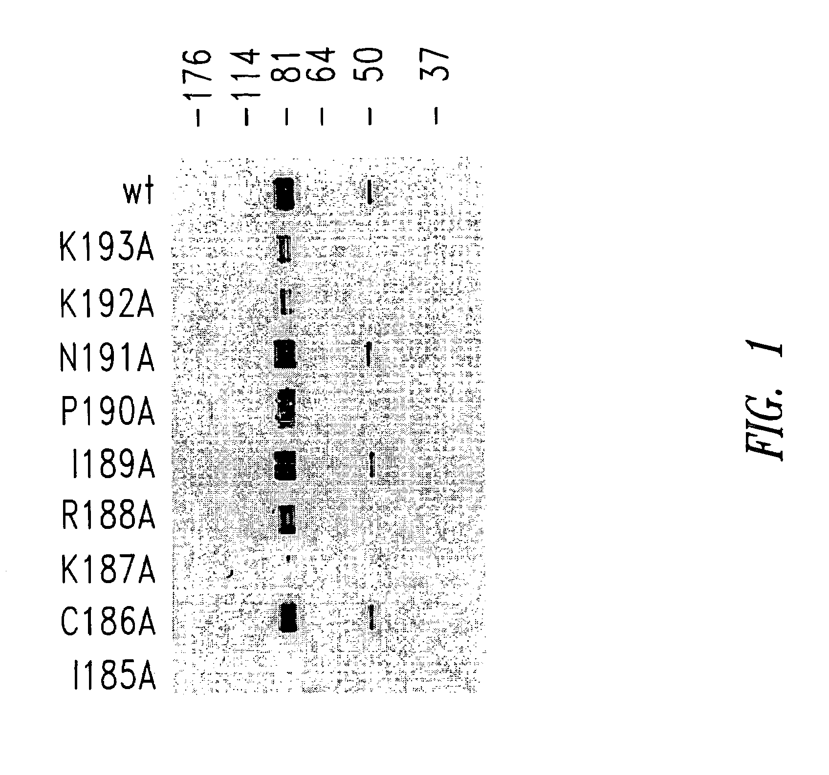 Subunit vaccine against respiratory syncytial virus infection