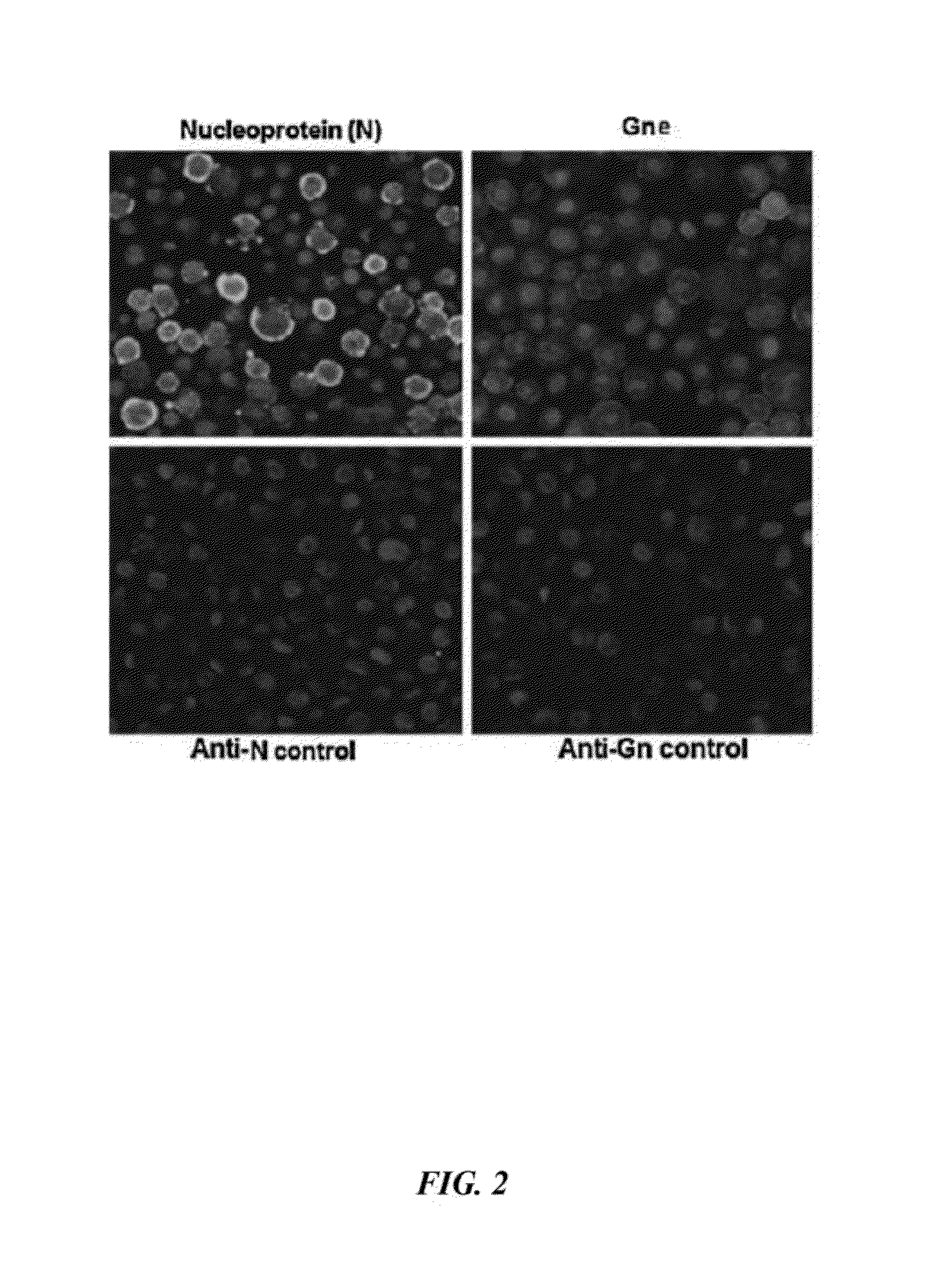 Rift Valley Fever Virus Glycoproteins, GN and GC, and their Use