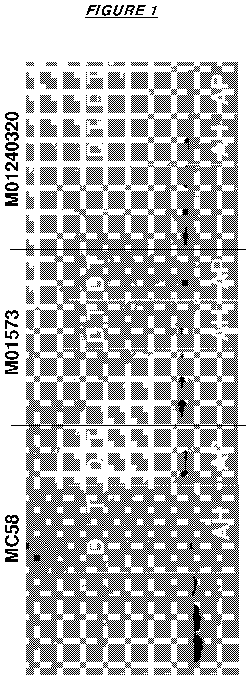 Adjuvanted combinations of meningococcal factor H binding proteins