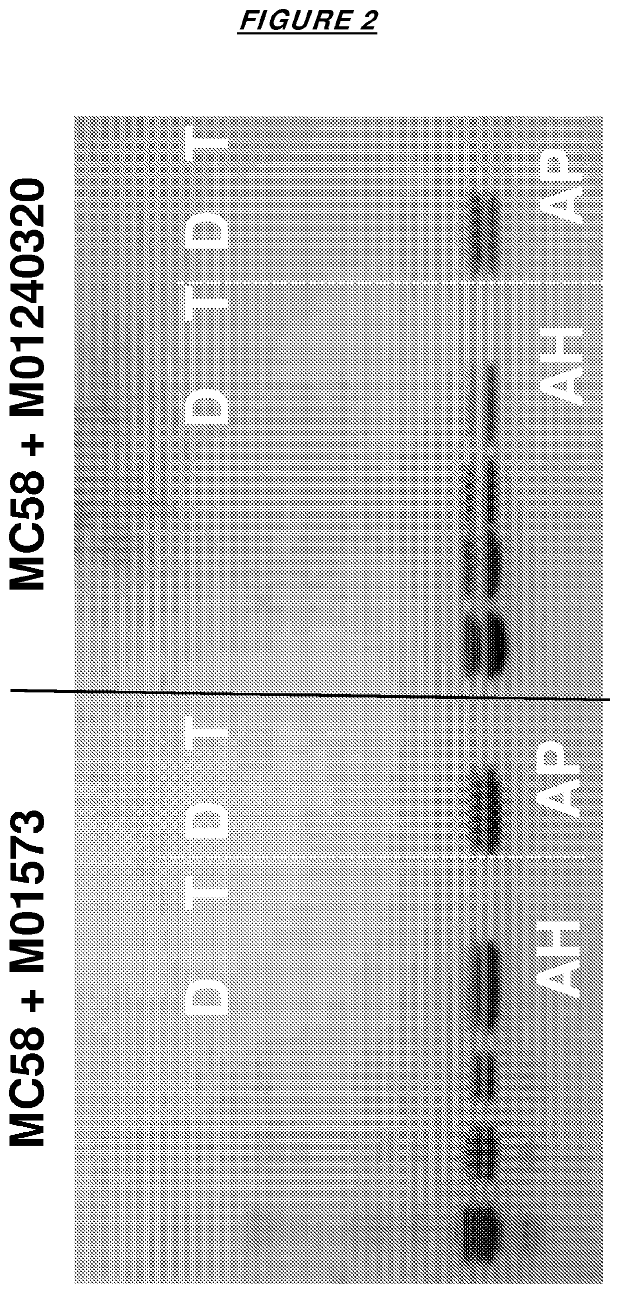 Adjuvanted combinations of meningococcal factor H binding proteins