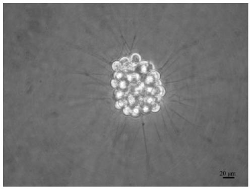 A kind of culture medium and method for cultivating trochophore larvae cell line