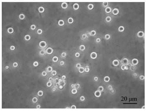 A kind of culture medium and method for cultivating trochophore larvae cell line