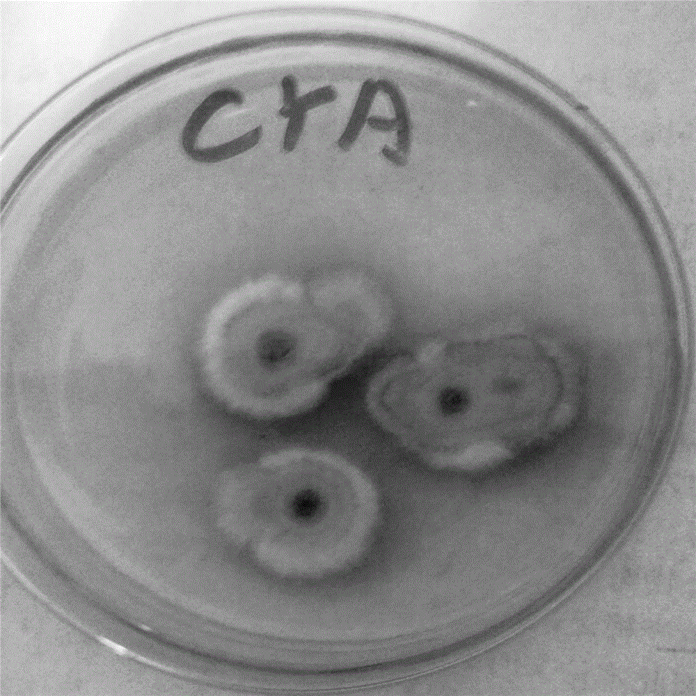 Process for preparing ceramide by fermentation method