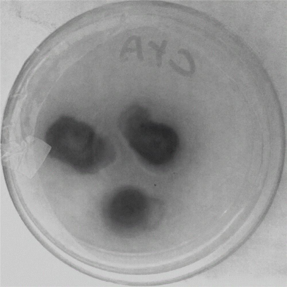 Process for preparing ceramide by fermentation method