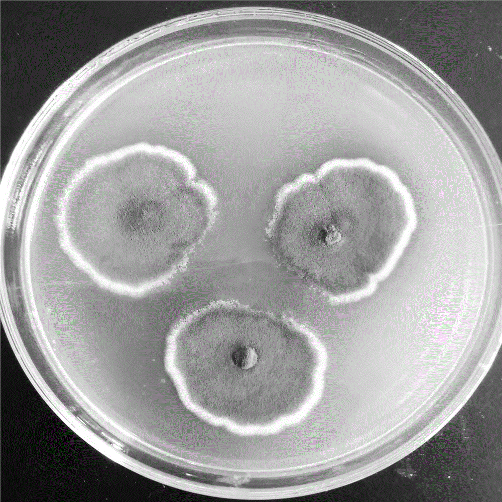 Process for preparing ceramide by fermentation method