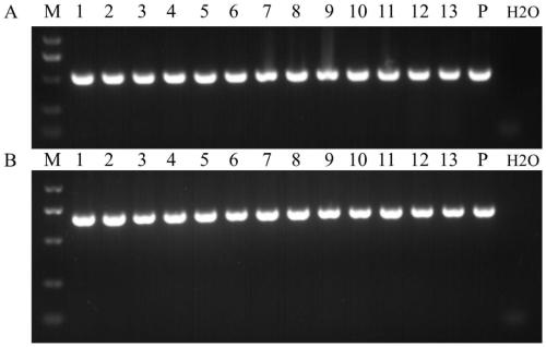 Application of wheat stripe rust pstg_17694 gene in stripe rust control and breeding method of stripe rust resistant wheat