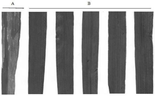 Application of wheat stripe rust pstg_17694 gene in stripe rust control and breeding method of stripe rust resistant wheat