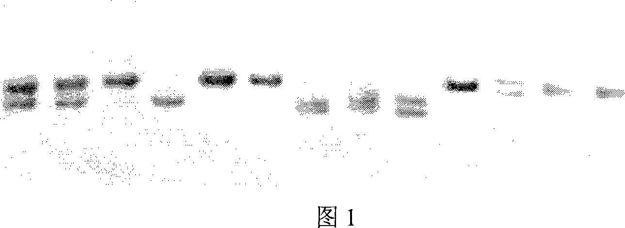 Method of screening pacific oyster EST micro-satellite mark