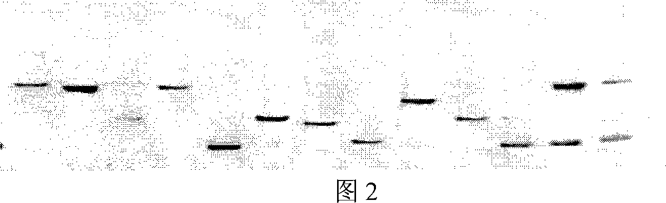 Method of screening pacific oyster EST micro-satellite mark