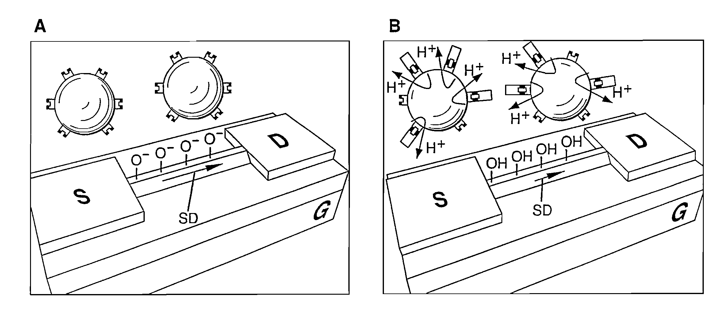 CMOS-compatible silicon nano-wire sensors with biochemical and cellular interfaces