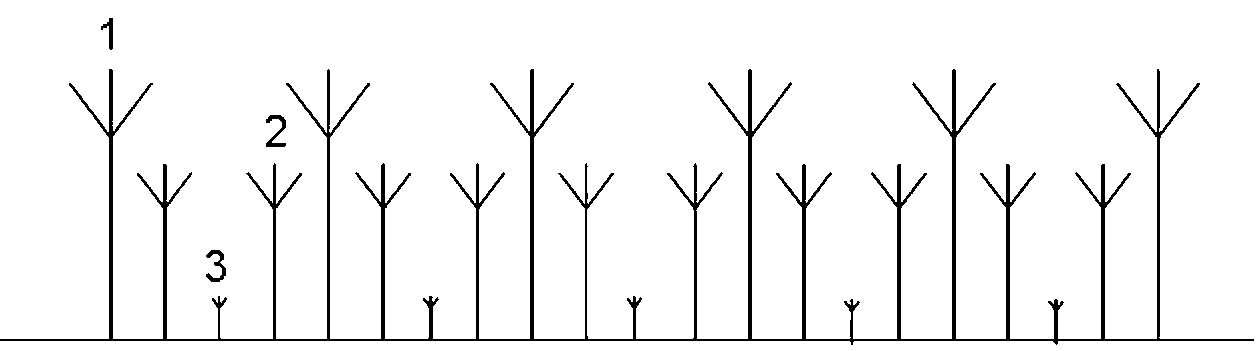 Three-dimensional interplanting method of Chinese yew, conifer and fern