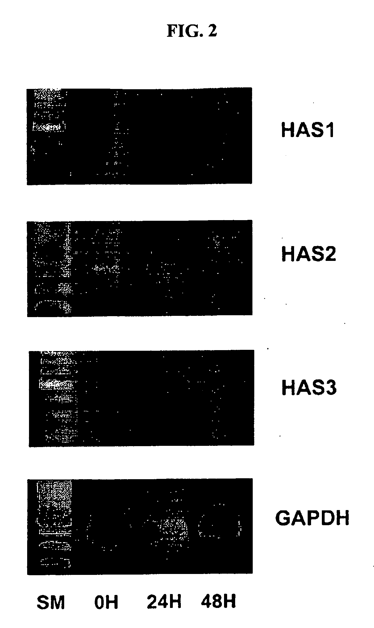 Promoter For The Production Of Hyaluronic Acid Containing Ginsenoside Compound K