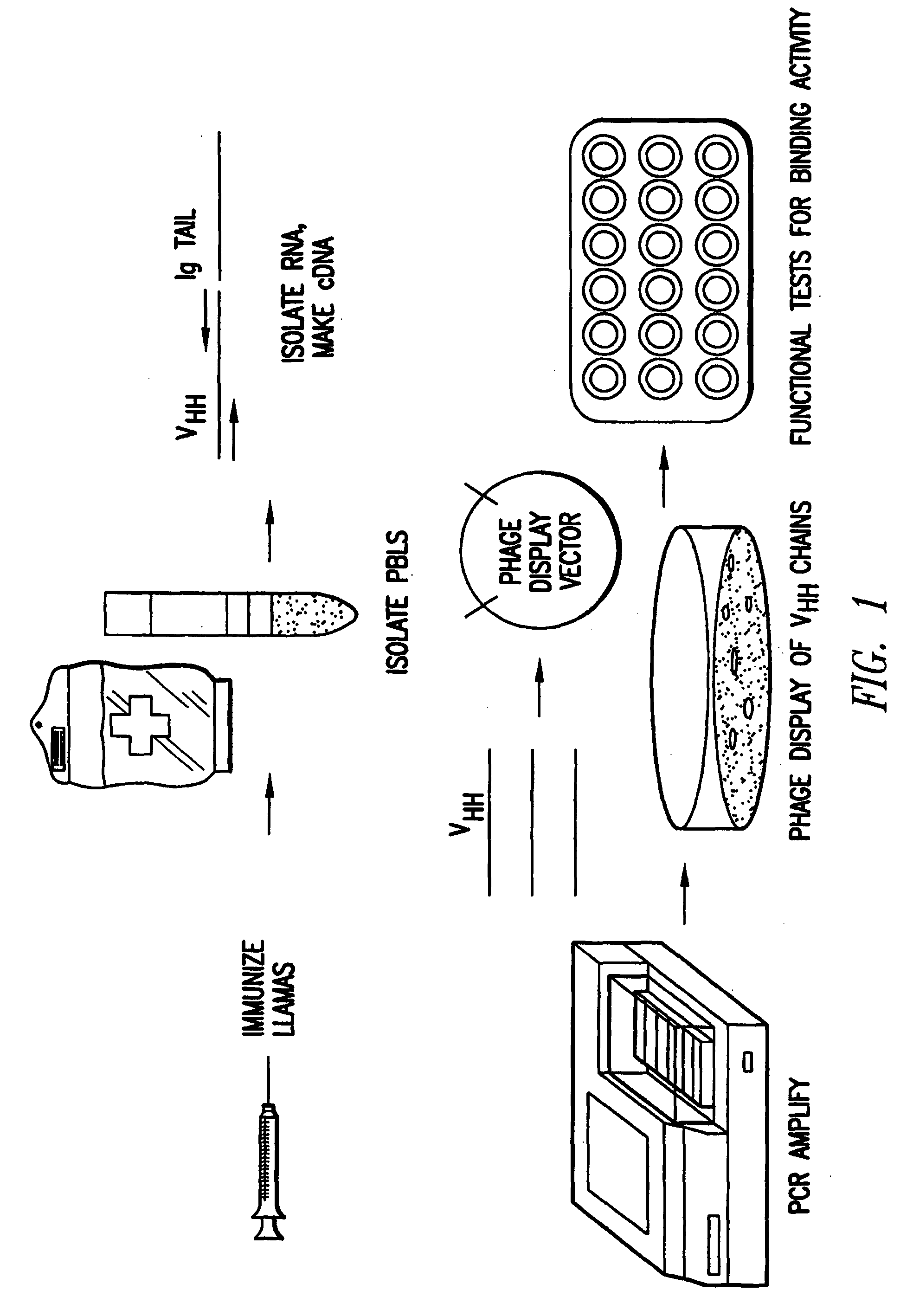 Compositions and methods for regulating lymphocyte activation