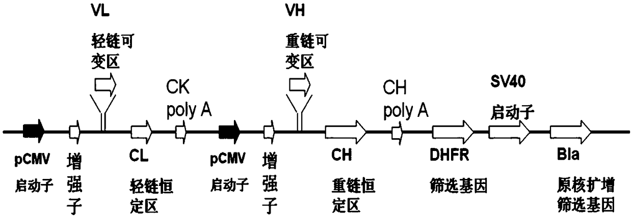 Monoclonal Antibody 9a and Its Application