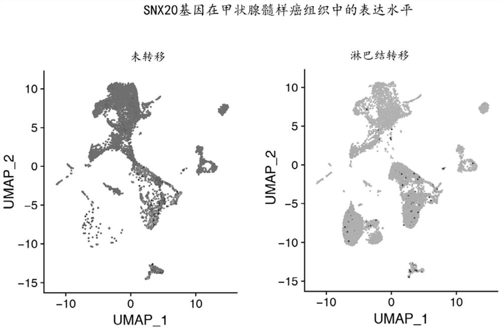 Marker for predicting lymph node metastasis of medullary thyroid carcinoma and application of marker