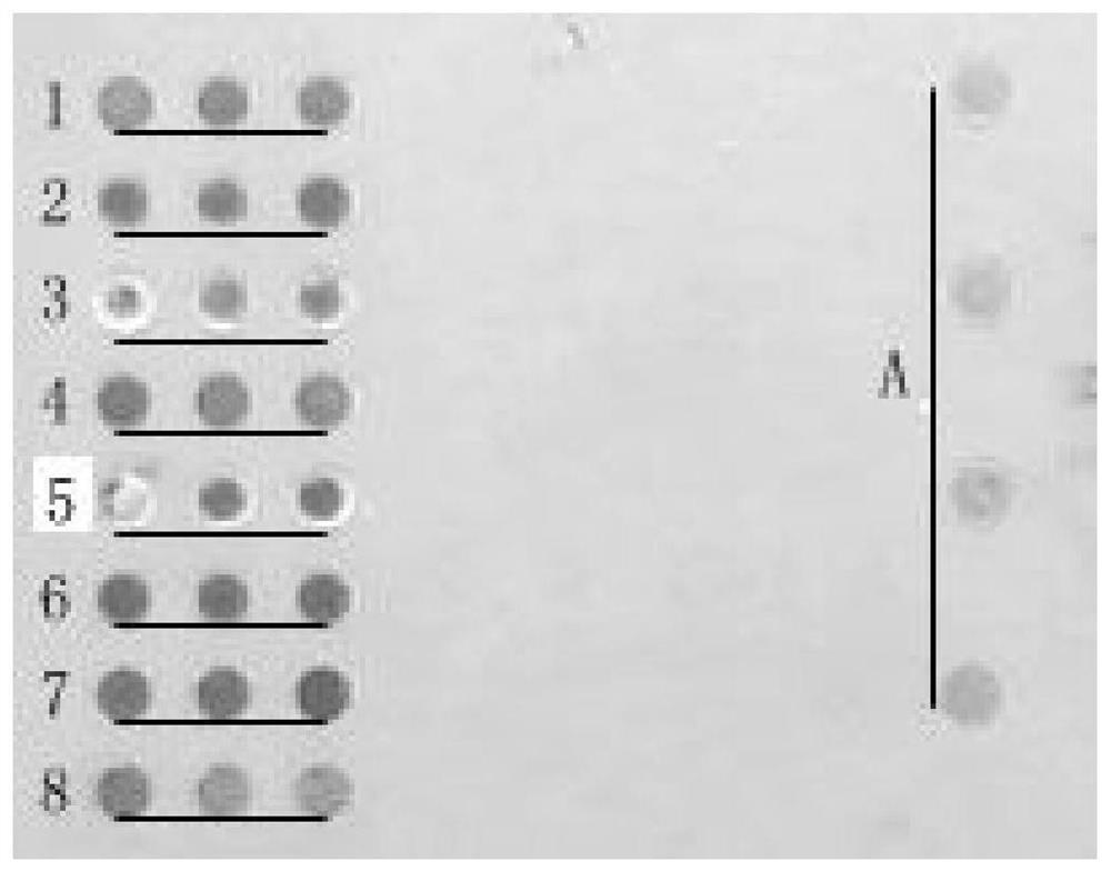 Probe, gene chip and kit for detecting genes related to sudden exercise death