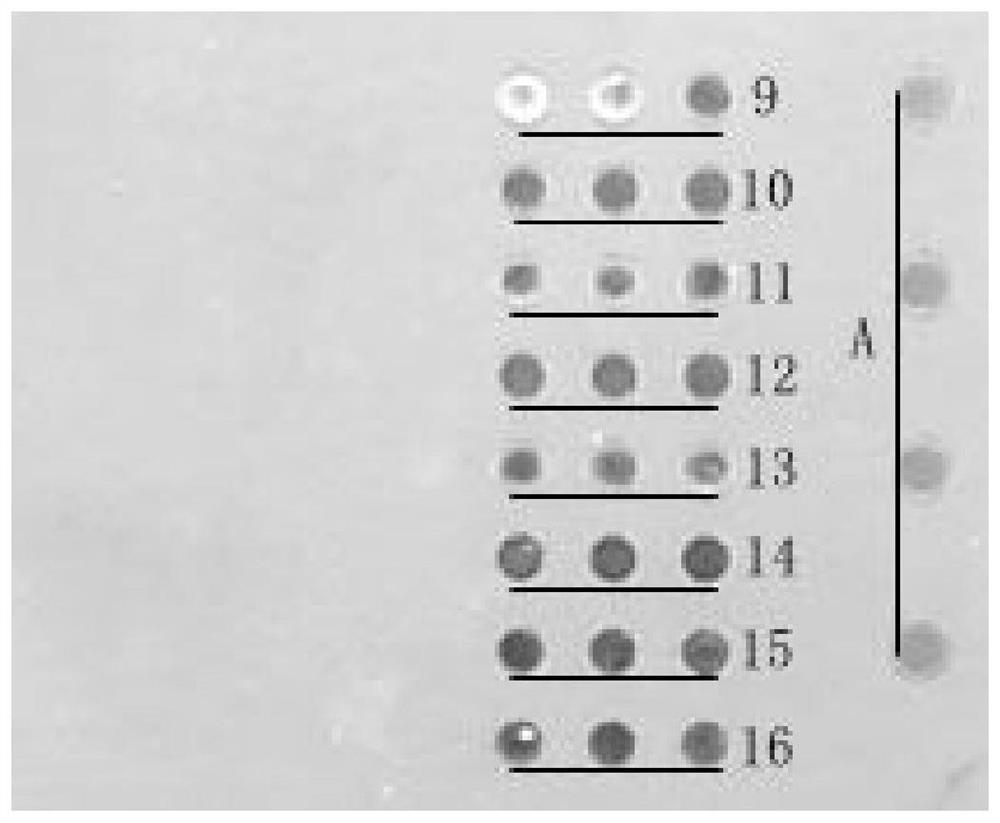 Probe, gene chip and kit for detecting genes related to sudden exercise death