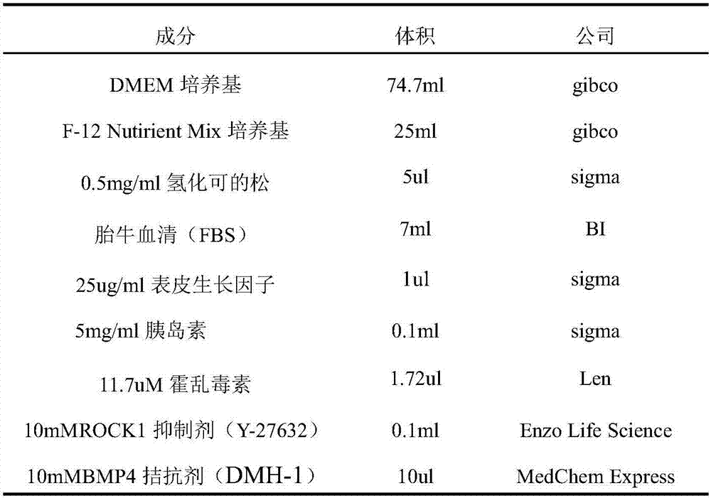 Method for rapidly separating and culturing human bronchial epithelial cells, and optimized medium